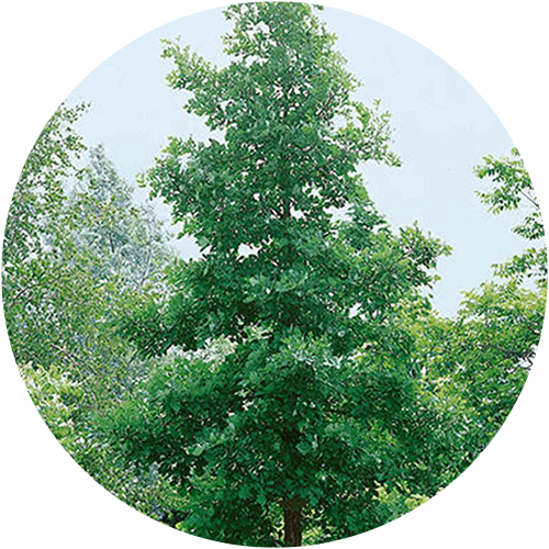 Burr Oak Tree.